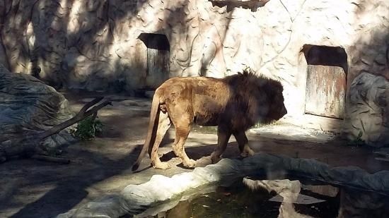 PACMA exige conocer el estado de los animales de zoo de Ayamonte y dónde serán trasladados tras el cierre
