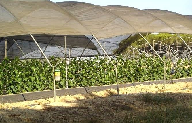 Archivada la denuncia de cuatro temporeras contra un empresario agrícola por supuesto acoso sexual