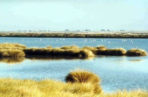 Ecologistas, ante el reto de acabar con las amenazas de Doñana en su 50 aniversario