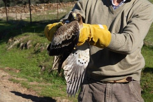 La Junta suelta en Cañaveral de León un ejemplar de águila calzada que fue rescatado hace dos meses