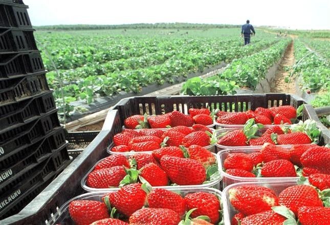 Interfresa pide a la UE que suspenda el acuerdo agrícola con Marruecos como hizo con el de pesca