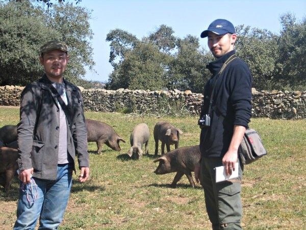 Los mejores cortadores de jamón japoneses recorren la dehesa de Consorcio de Jabugo