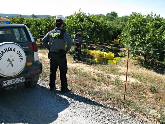 La Guardia Civil detiene al autor del robo de 4 toneladas de naranjas