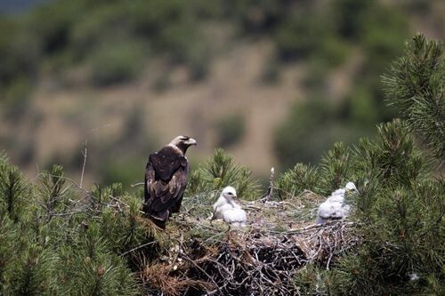 La Junta rescata del nido a uno de los pollos de águila imperial