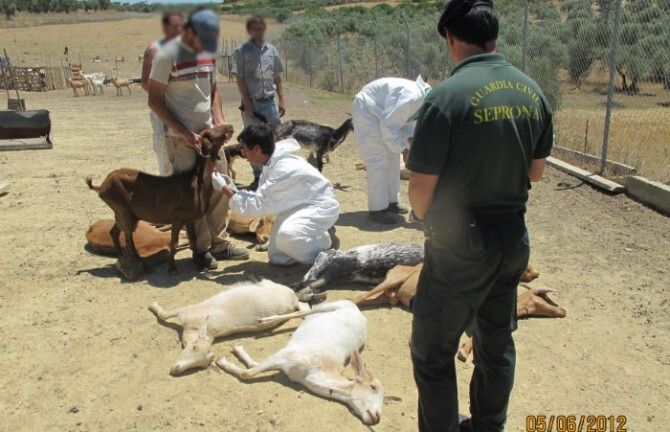 Decomisadas 27 cabras indocumentadas ocultas en una explotación agrícola