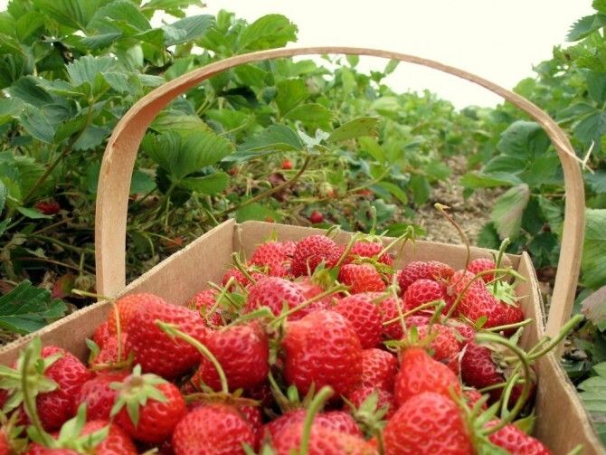 Freshuelva culmina la campaña con una producción de 302.600 toneladas de fresa y un aumento del 19%