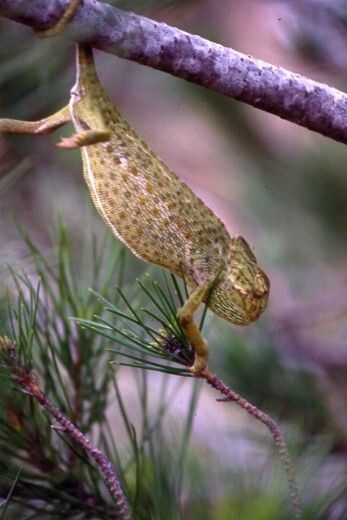 Comienza el trabajo de voluntariado ambiental para a elaborar el tradicional Censo del Camaleón Común