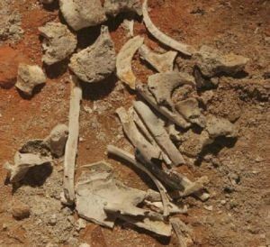 El cuarto informe concluye que los restos son humanos