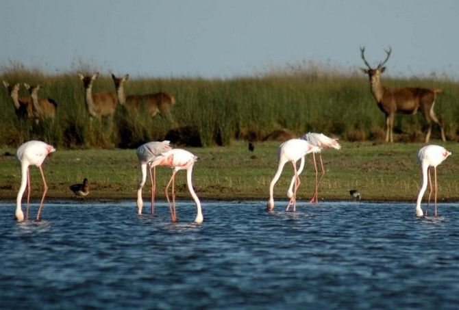 El Club Doñana quiere 'exigir' al Gobierno y a la Junta la conclusión del Plan Doñana de regeneración hídrica