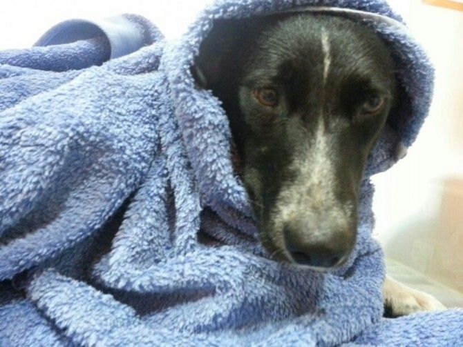 Buscan padrinos para los perros rescatados de la zona de batida en Punta Umbría