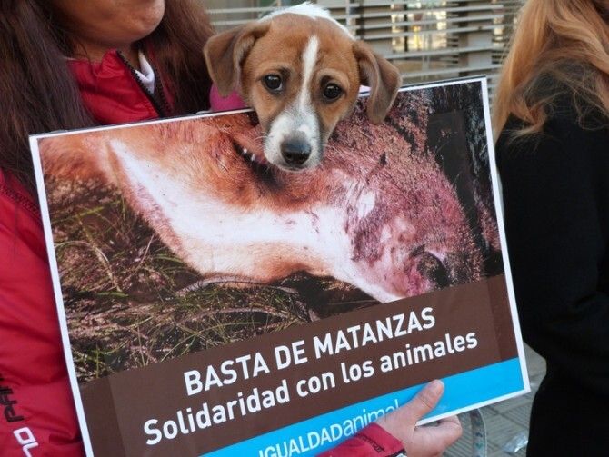 Buscan padrinos para los perros rescatados de la zona de batida en Punta Umbría