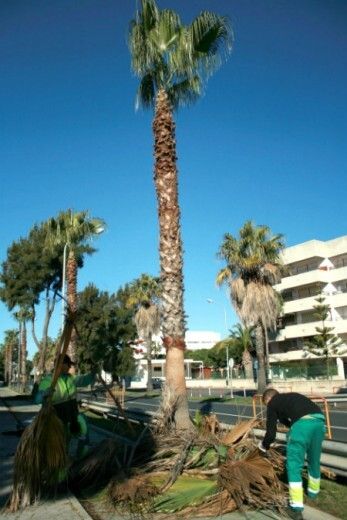 El Ayuntamiento de Cartaya retoma la campaña de limpieza y poda de palmeras en las playas