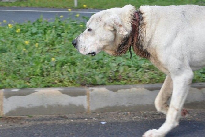 El runrún: Perro en apuros en Cartaya