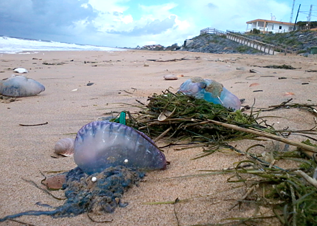 La playa de Matalascañas reabre este lunes al baño tras cinco días cerrada