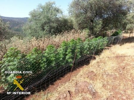 La Guardia Civil descubre una plantación de marihuana en Cortegana