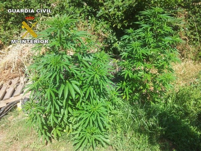 Intensifican la vigilancia contra los cultivos de marihuana en la Sierra de Huelva
