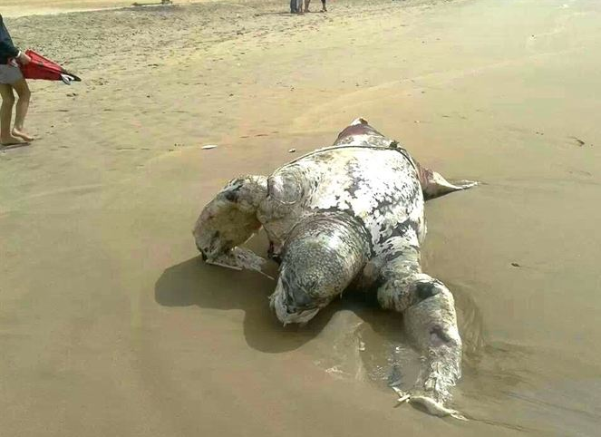 Hallan muerta una tortuga de grandes dimensiones en una playa de Punta Umbría