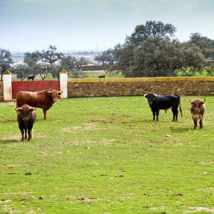 Huelva presenta la cría del toro bravo como reclamo turístico en la feria ‘Tierra Adentro’