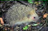 La fauna del parque Moret
