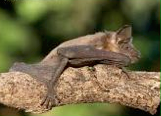La fauna del parque Moret