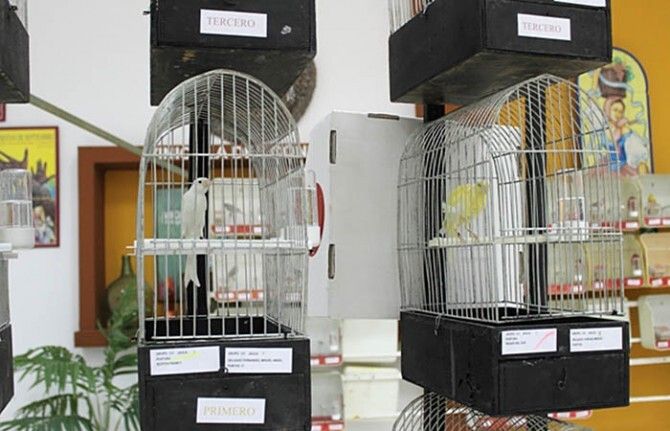 Bollullos acoge un año más su muestra de canaricultura y otras aves