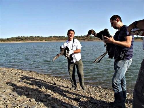 Más de mil animales amenazados se salvan en el Crea-Cegma 'Marismas del Odiel'