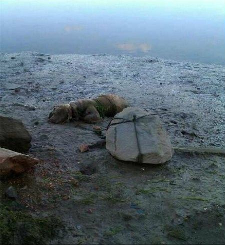Piden once meses para el acusado de amarrar a un perro a una piedra para que muriera ahogado en la playa