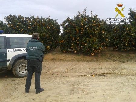 Nueve detenidos por robar naranjas en Gibraleón y San Juan del Puerto