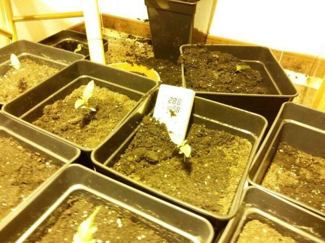 Descubren una plantación de marihuana en su domicilio al detenerlo por violencia de género