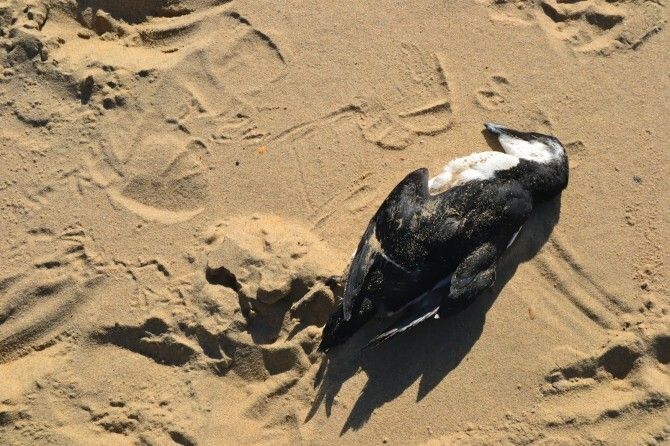 Aparece en Mazagón un ave parecida a un pingüino