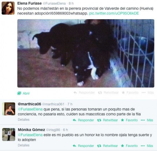El runrún: La hija de Lolita, salvadora de perros en Valverde