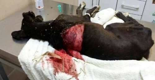 Solicitan la colaboración ciudadana para identificar al responsable de la tortura de un perro