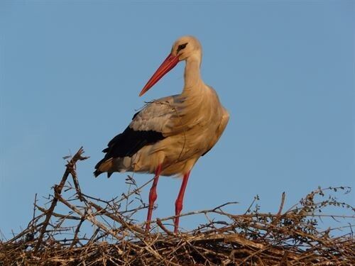 Hallan contaminantes en los huevos de 14 especies de aves que habitan en Doñana