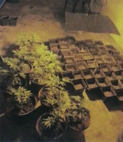Desmantelada una plantación de marihuana en una nave de Francisco Montenegro