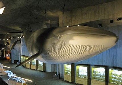 Jornada de puertas abiertas en el Museo del Mundo Marino