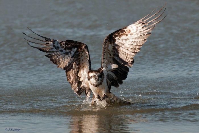 El águila pescadora, cada día más frecuente en la Laguna Primera de Palos