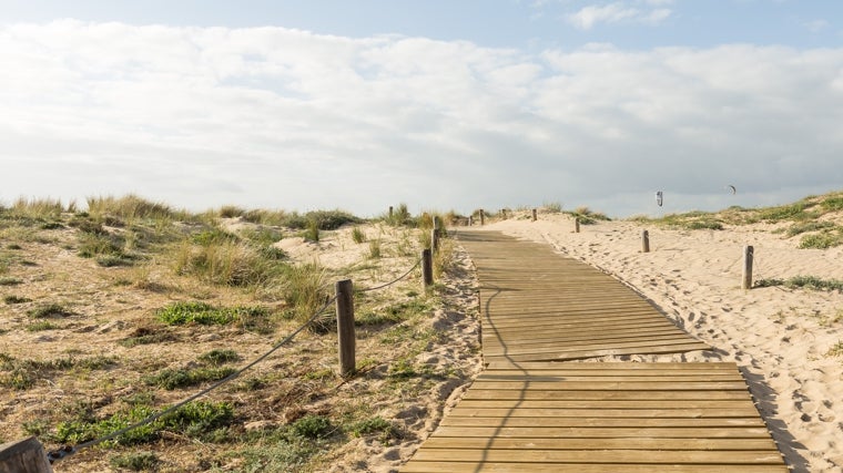 Acceso entre pinares y dunas