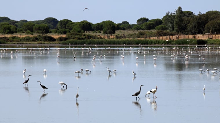 Parque Nacional de Doñana