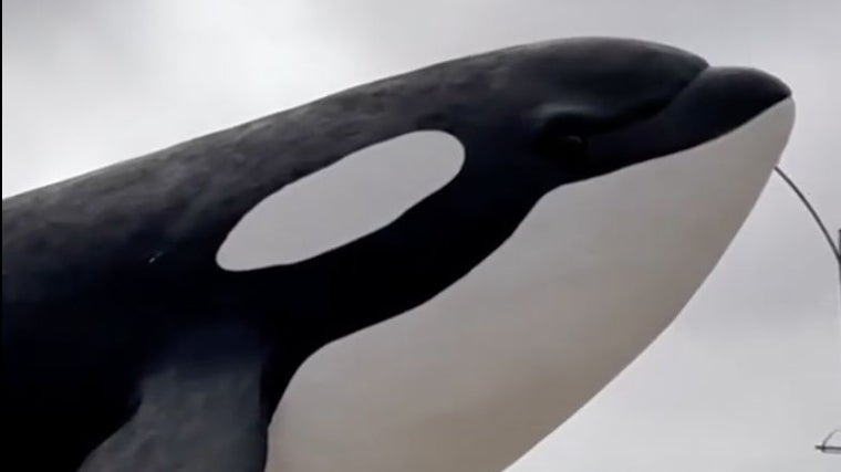 La orca que te da la bienvenida a Matalascañas: la imponente figura que sorprende a conductores y visitantes