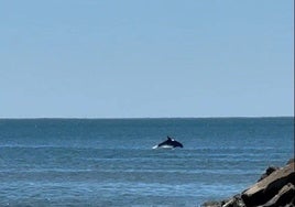 Avistan un delfín en la playa de La Antilla a pocos metros de la orilla