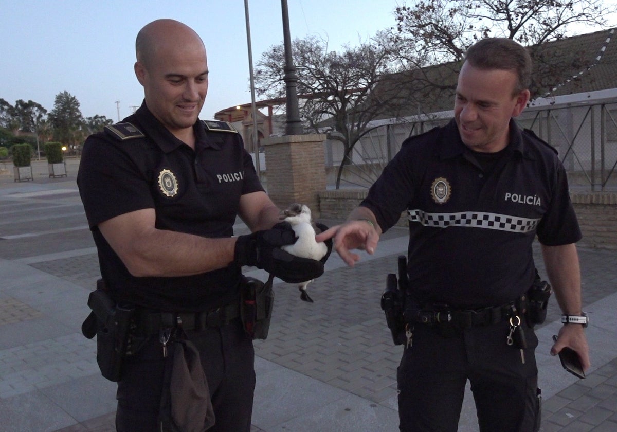 Dos agentes de la Policía de Palos, con el pingüino encontrado