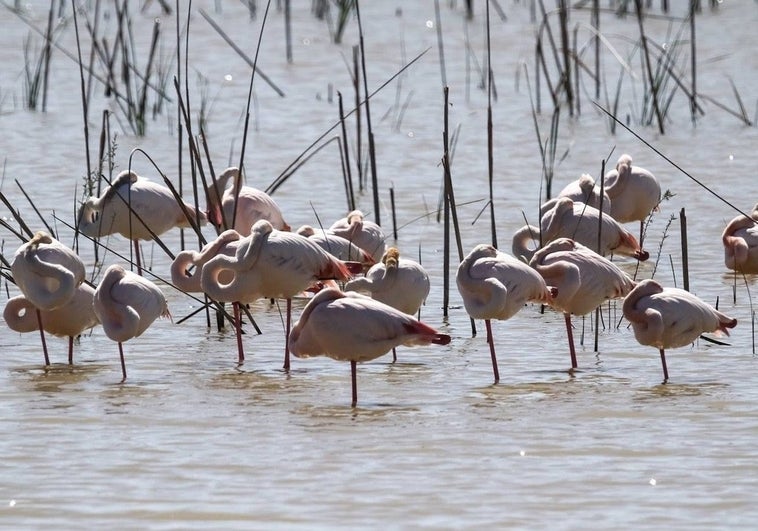 Flamencos en Doñana