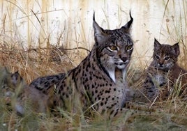 El Centro de Cría del Lince Ibérico El Acebuche cierra la temporada con 13 nuevos cachorros