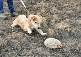Willow, el perro que ya ha salvado en Doñana a una veintena de erizos entre las cenizas de los incendios