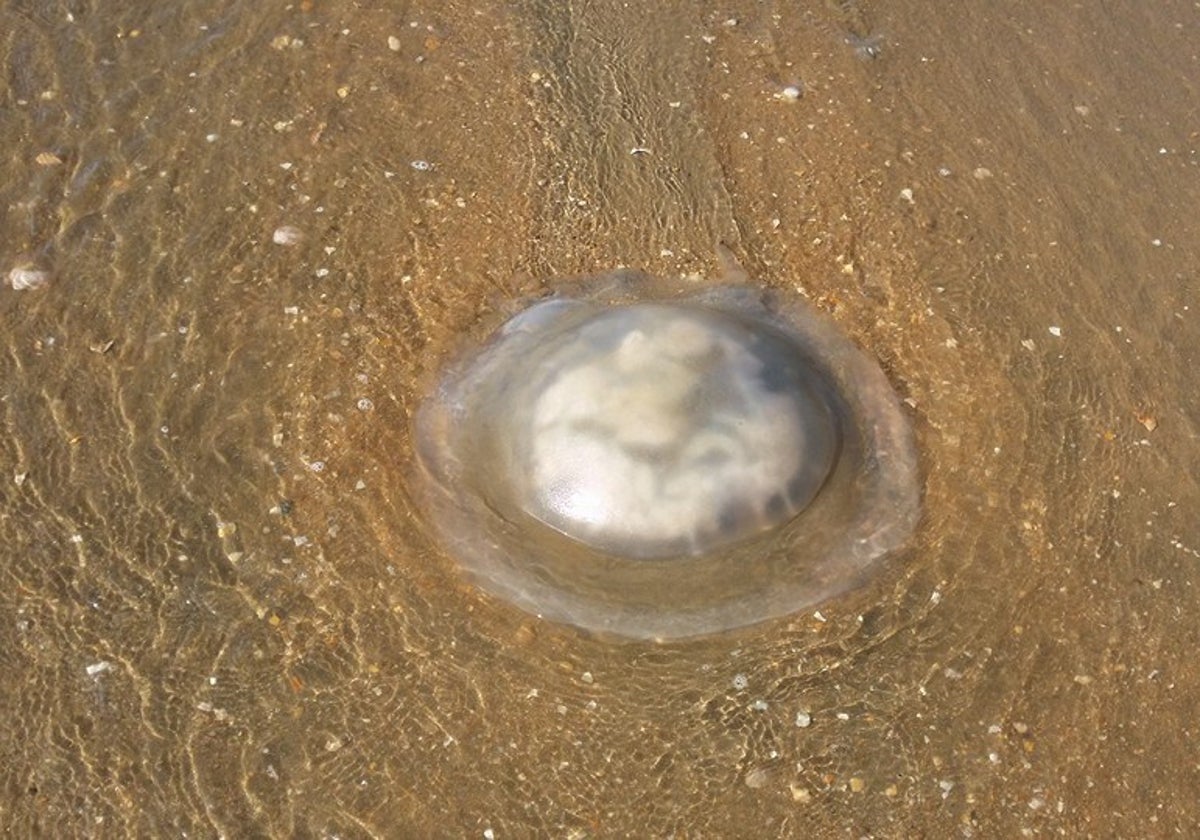 Una medusa en la playa de Punta Umbría, Huelva