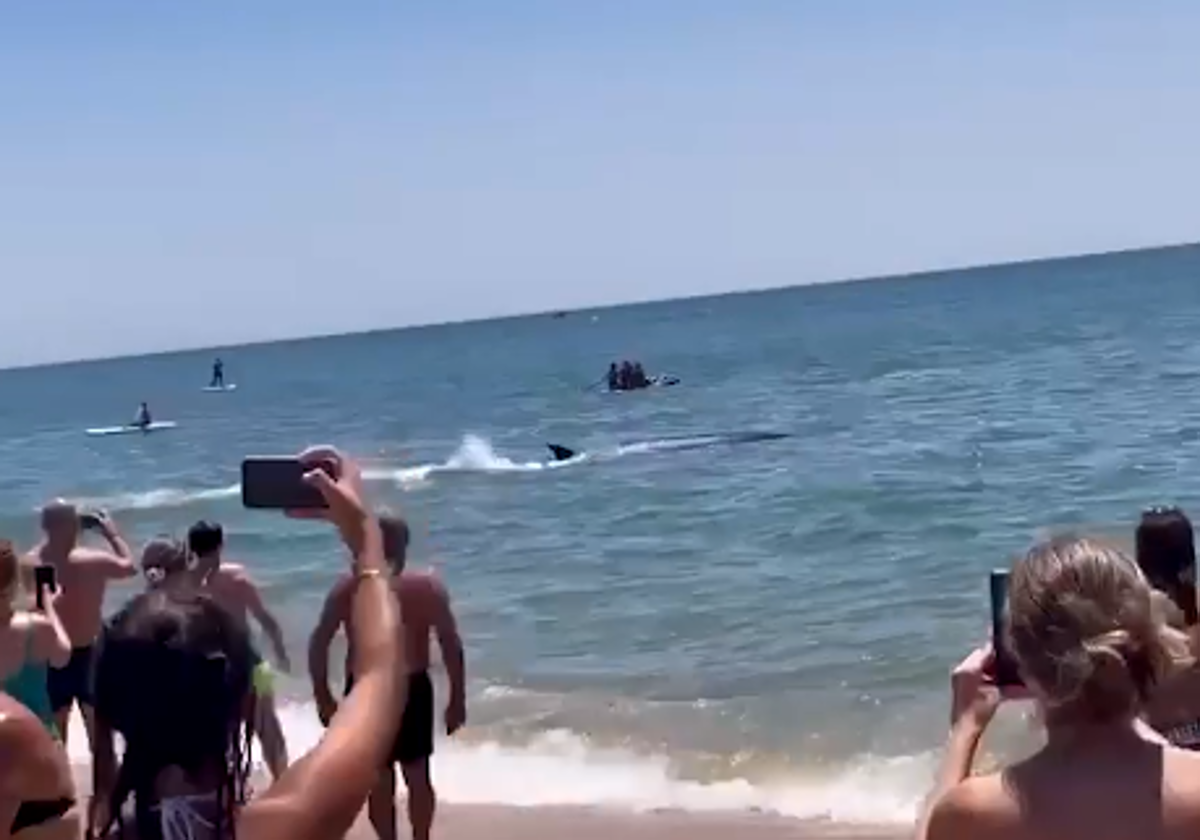 El ejemplar apareció en la playa de La Antilla ente martes a mediodía