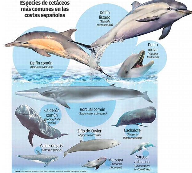 Especies de cetáceos más comunes en las costas españolas