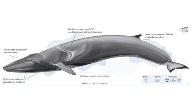 Descripción visual de las características del rorcual común