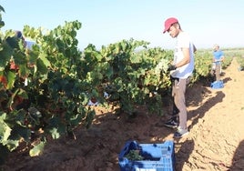 La vendimia en Huelva se adelanta ante las altas temperaturas y la sequía