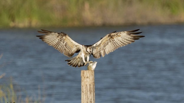 El águila pescadora reina en la Laguna Primera de Palos